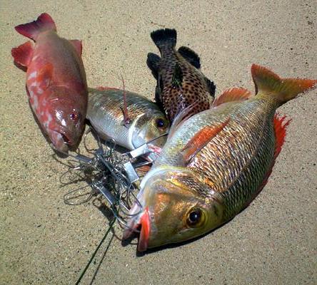 本日の釣果