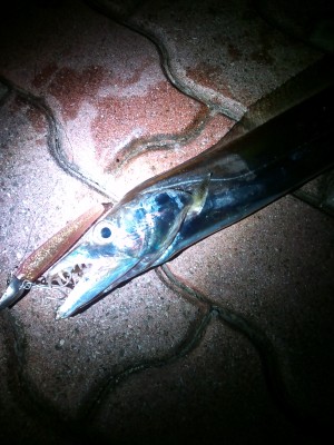 ワインドで釣れた太刀魚