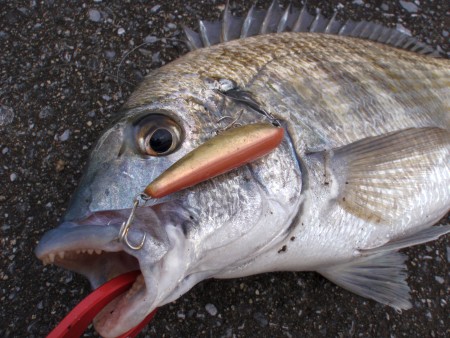 チヌのルアー釣り