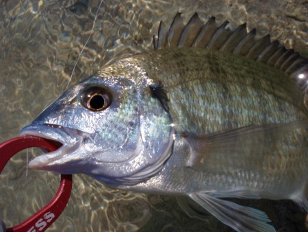 チヌ釣り