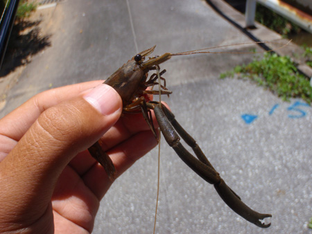 テナガエビ釣り