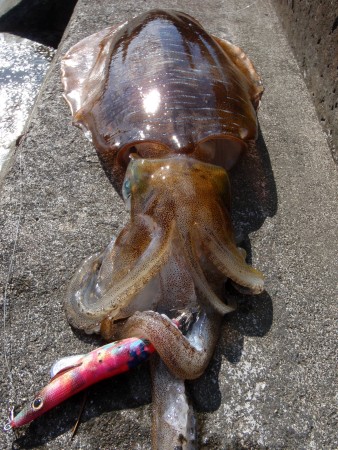 デイエギングでの釣果