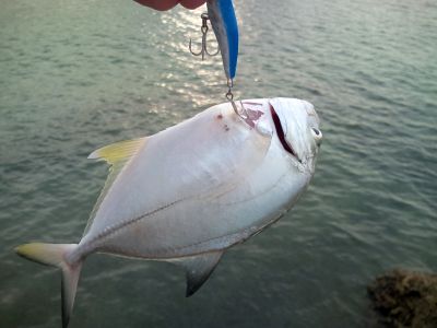 お腹に刺さった～