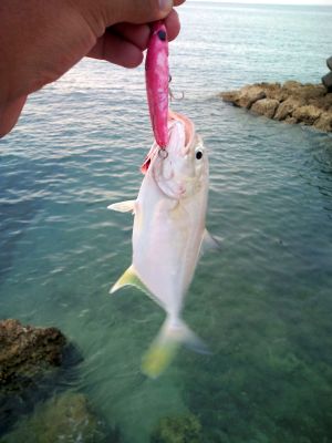 筋ペンも釣れるよ～