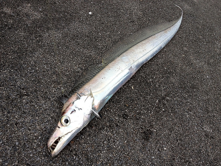 沖縄の太刀魚