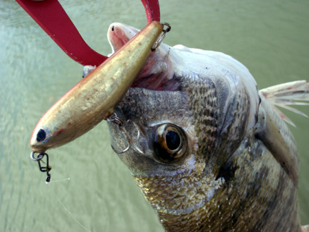 ルアーでチヌ釣り