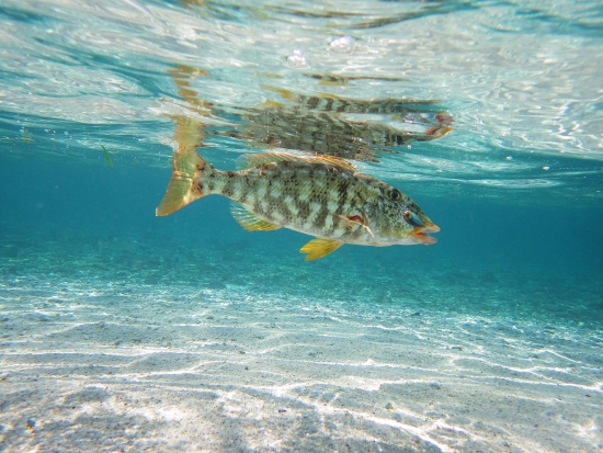 水中写真