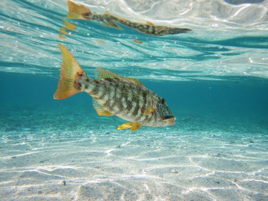 水中画像魚